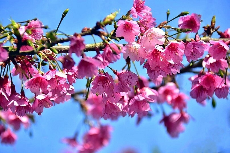 大熊櫻花林:寒櫻