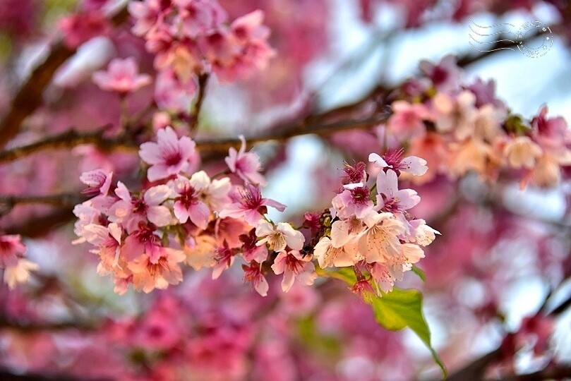 2024樂活公園夜櫻季