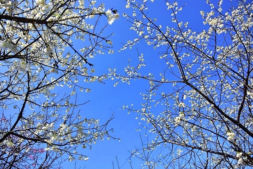 大熊櫻花林:福爾摩沙櫻