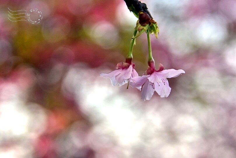 2024樂活公園夜櫻季