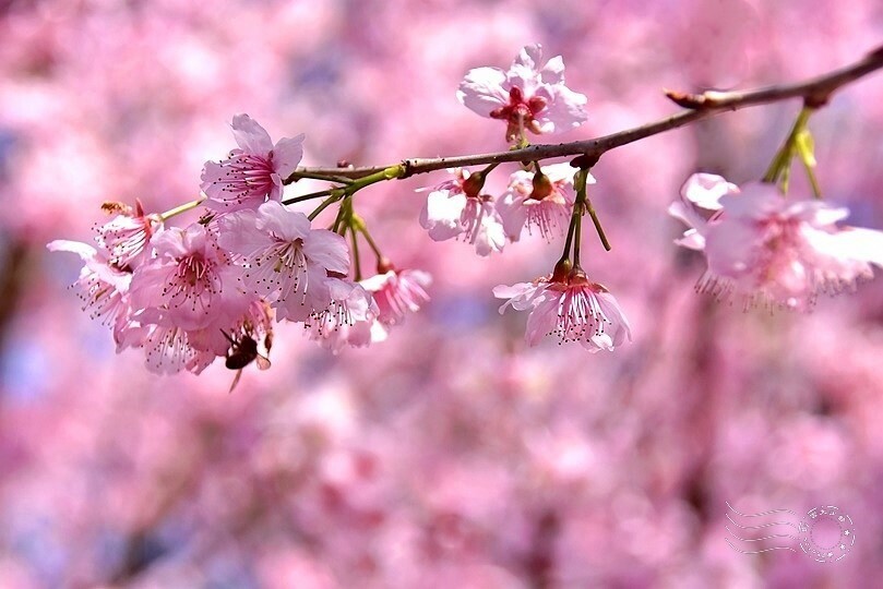 大熊櫻花林:香水櫻