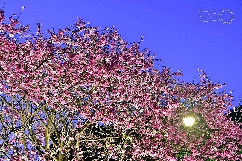2024樂活公園夜櫻季