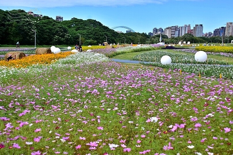 2024古亭河濱公園花海