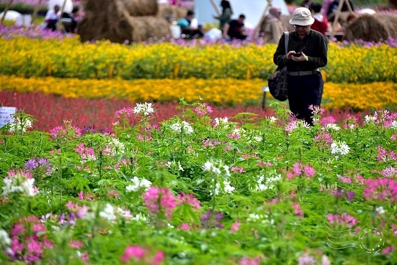 2024古亭河濱公園花海