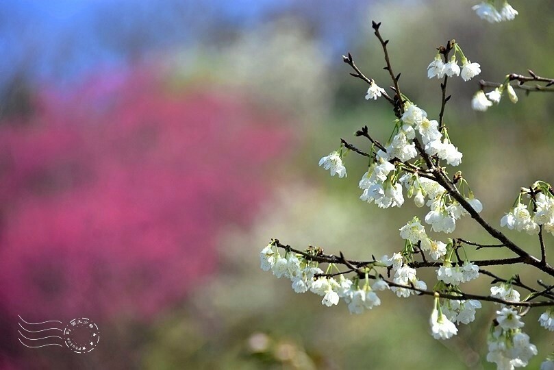 大熊櫻花林:福爾摩沙櫻