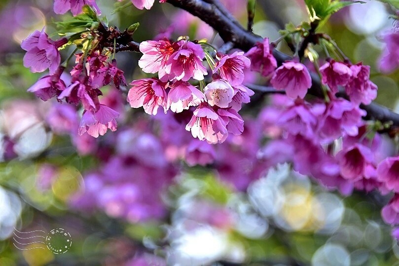 五分埤步道寒櫻