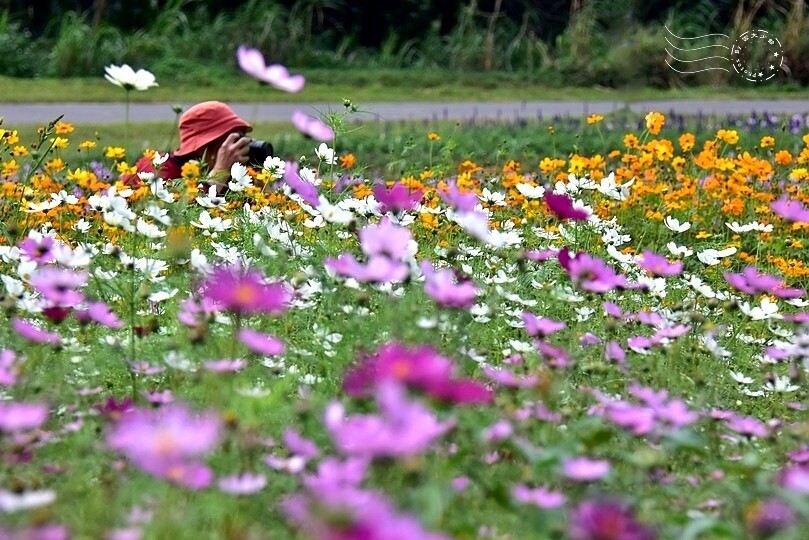 2024古亭河濱公園花海
