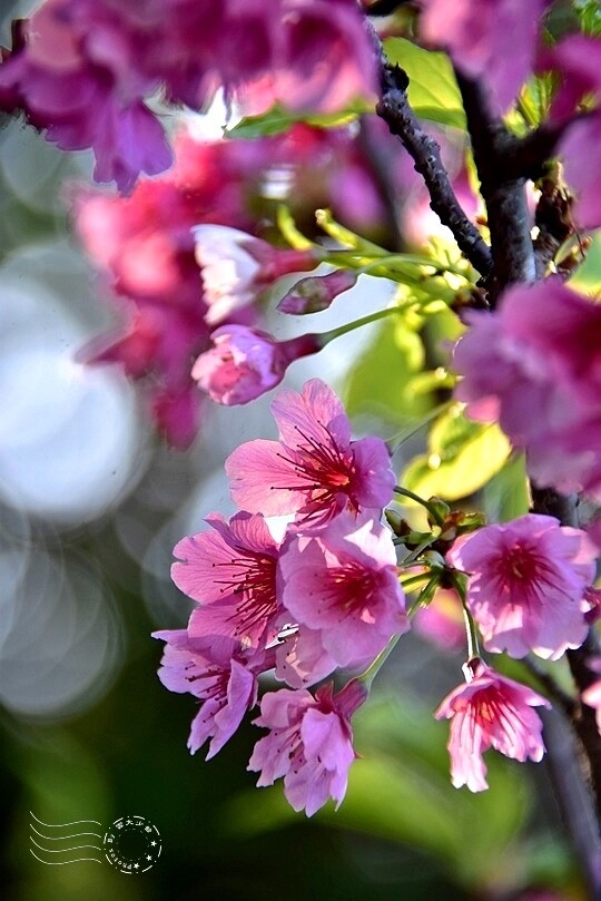 五分埤步道寒櫻