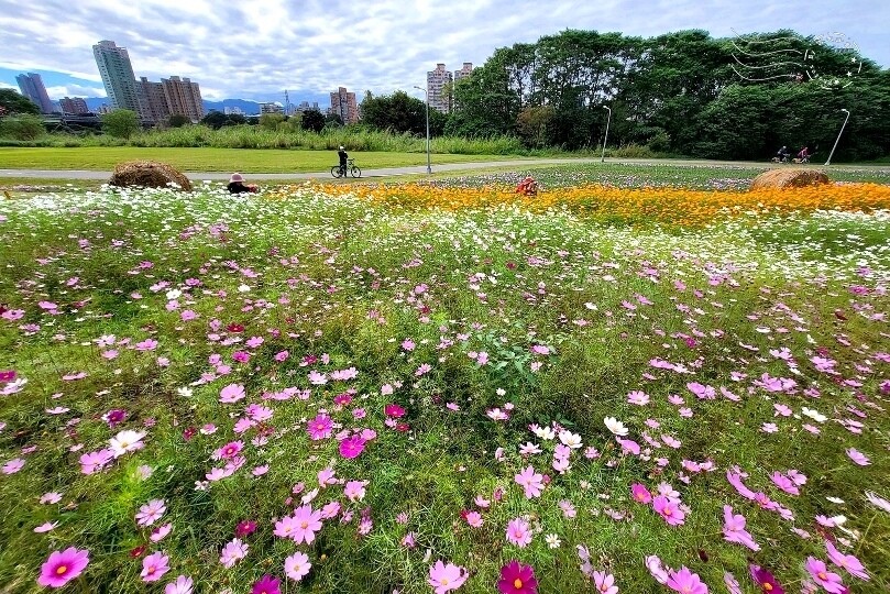 2024古亭河濱公園花海