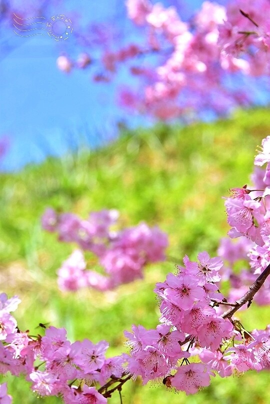 大熊櫻花林:香水櫻