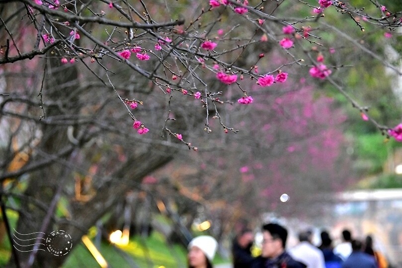 2024樂活公園夜櫻季