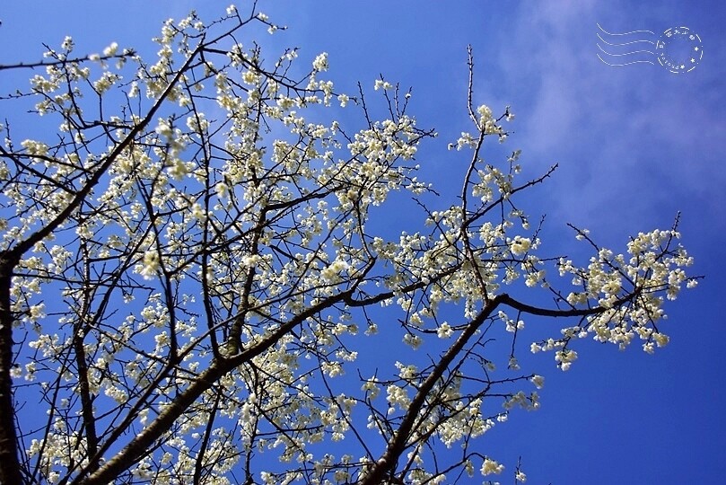 大熊櫻花林:福爾摩沙櫻