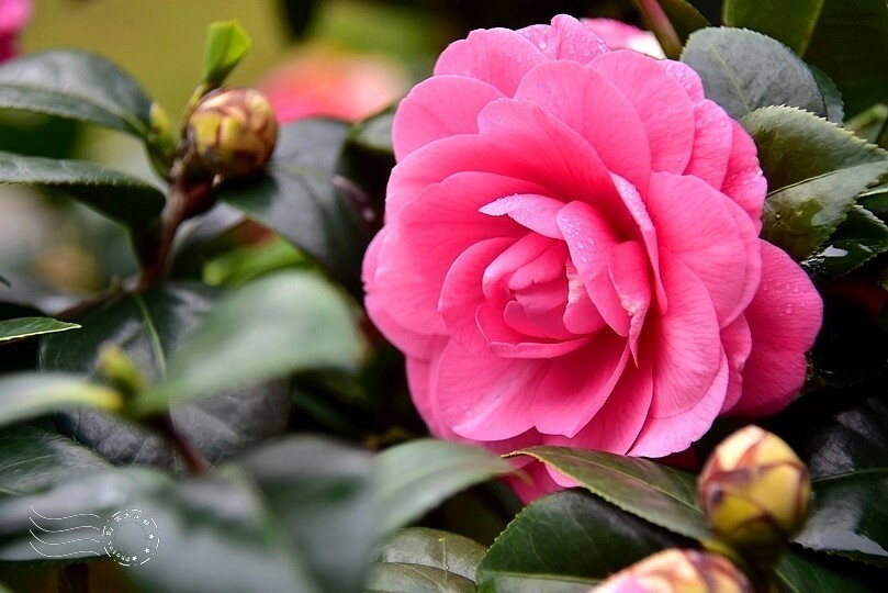 佛光山金光明寺茶花