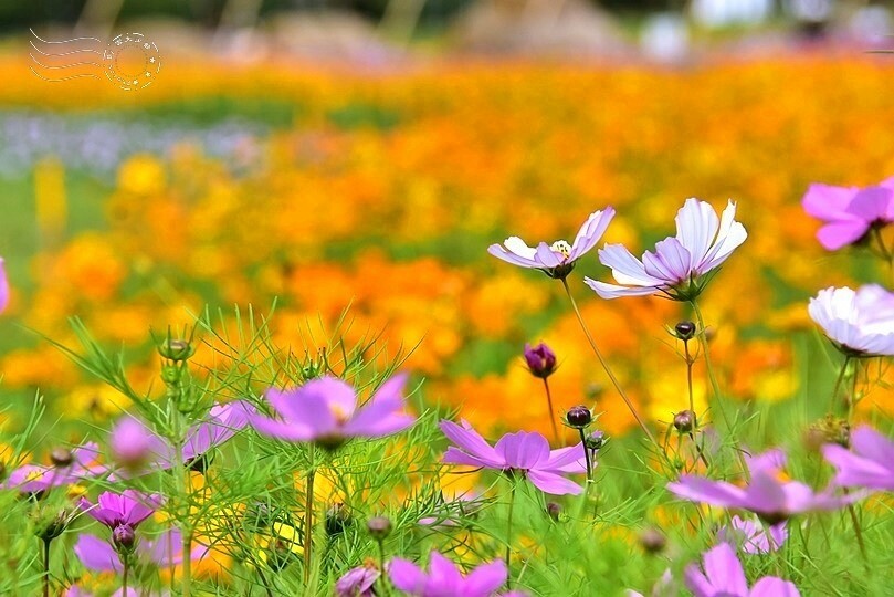 2024古亭河濱公園花海