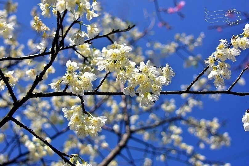 大熊櫻花林:福爾摩沙櫻