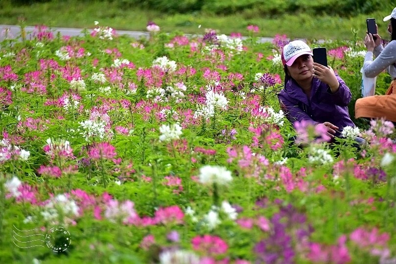 2024古亭河濱公園花海