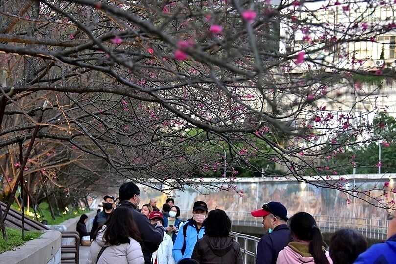 2024樂活公園夜櫻季