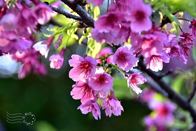 五分埤步道寒櫻