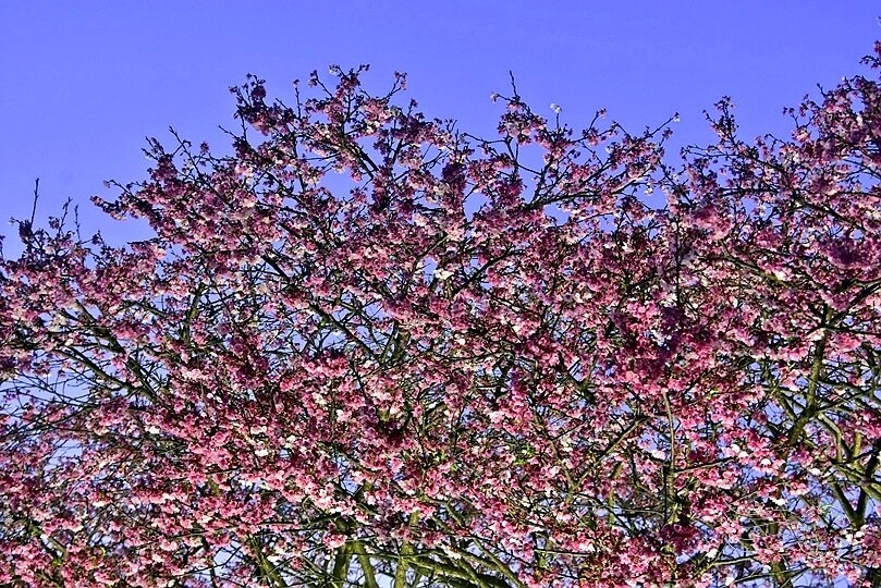 2024樂活公園夜櫻季