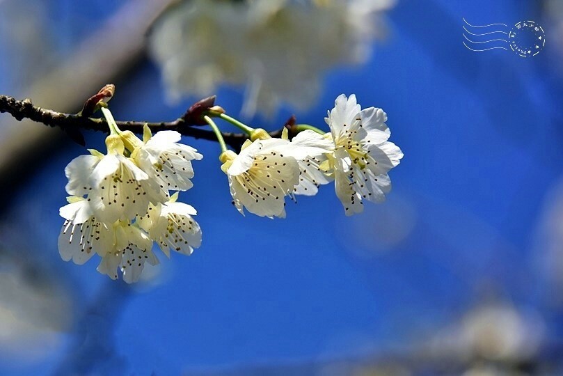 大熊櫻花林:福爾摩沙櫻
