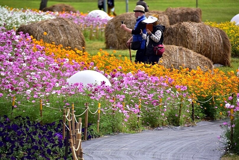 2024古亭河濱公園花海