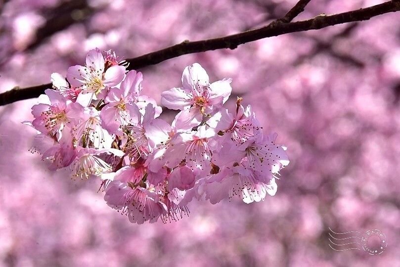 大熊櫻花林:香水櫻