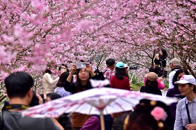 大熊櫻花林:香水櫻
