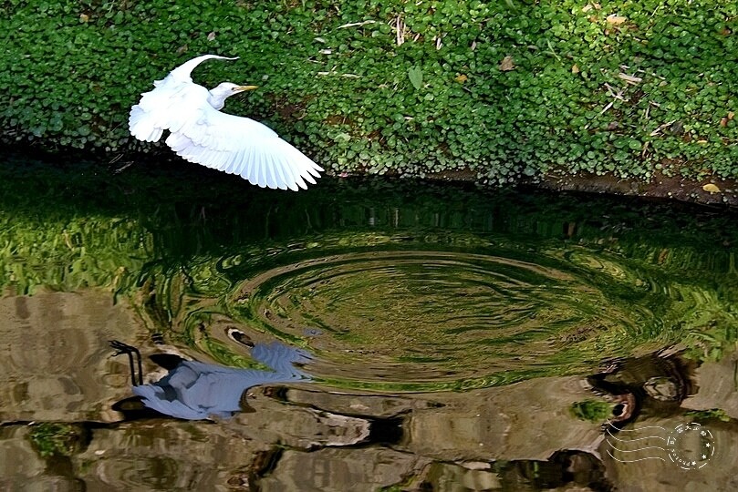 五分埤步道鷺鷥