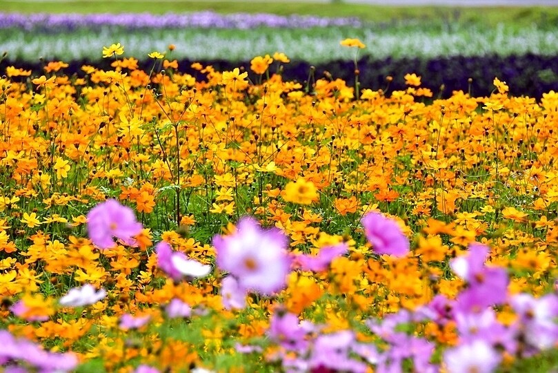 2024古亭河濱公園花海