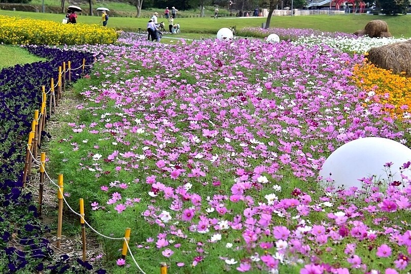 2024古亭河濱公園花海