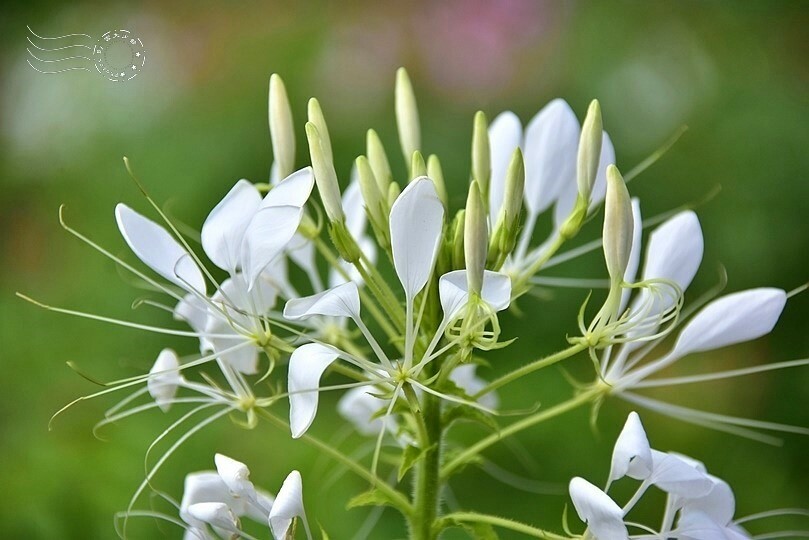 2024古亭河濱公園花海醉蝶花
