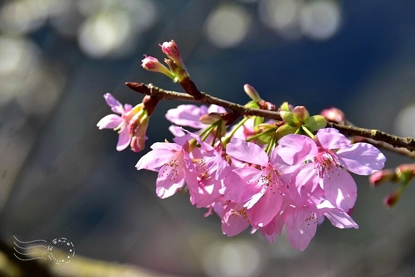 大熊櫻花林:紅粉佳人