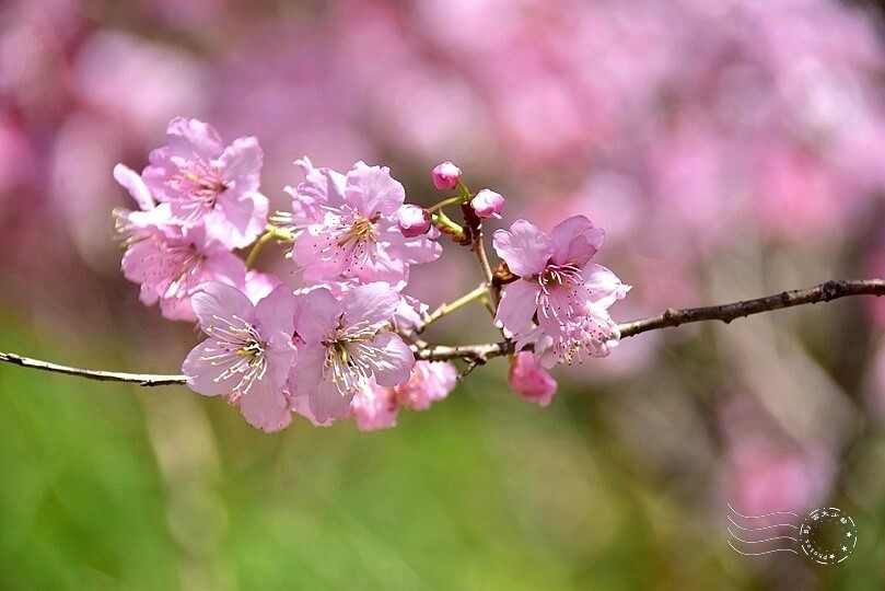 大熊櫻花林:香水櫻