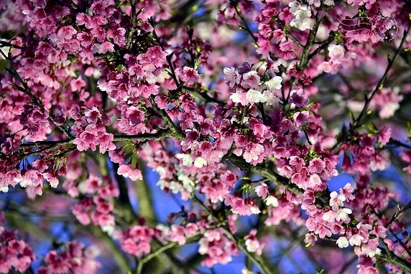 2024樂活公園夜櫻季