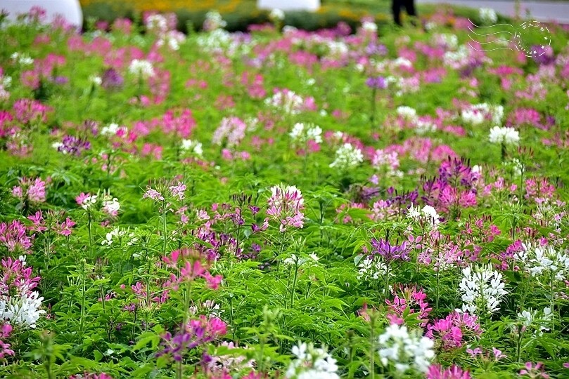 2024古亭河濱公園花海