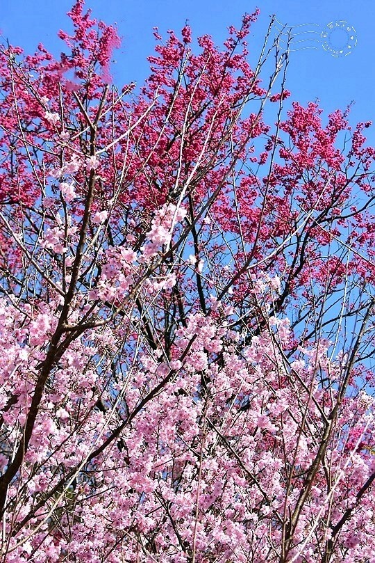 大熊櫻花林:香水櫻