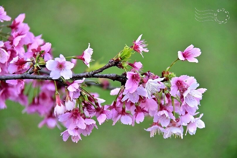 2024樂活公園夜櫻季