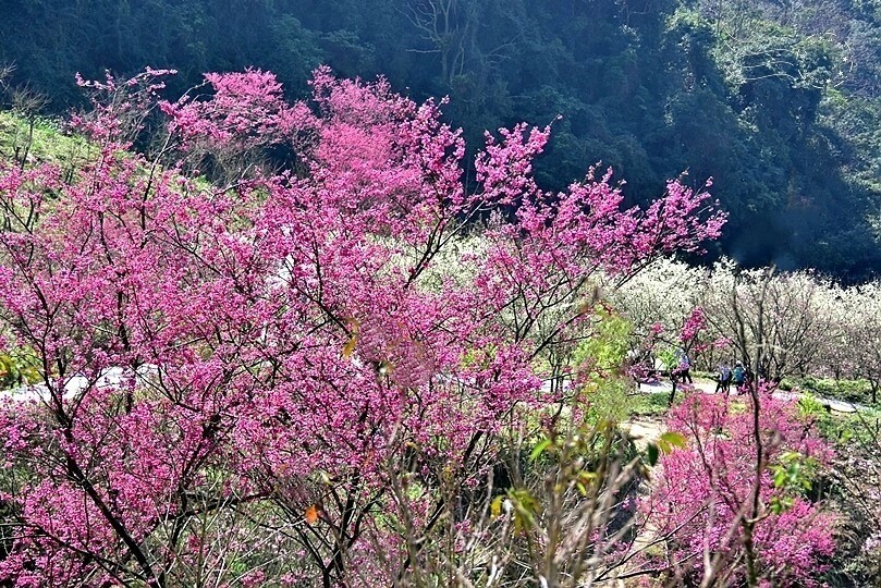 大熊櫻花林:八重櫻