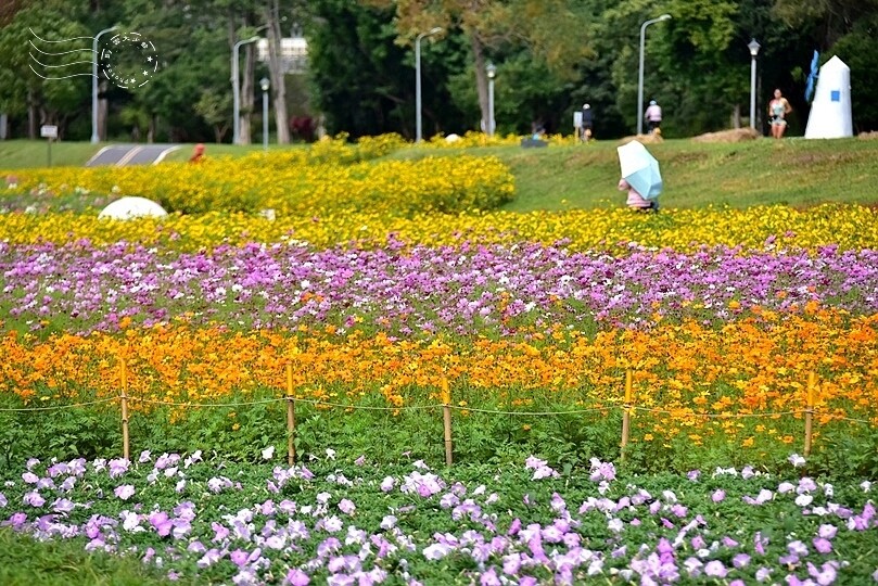 2024古亭河濱公園花海