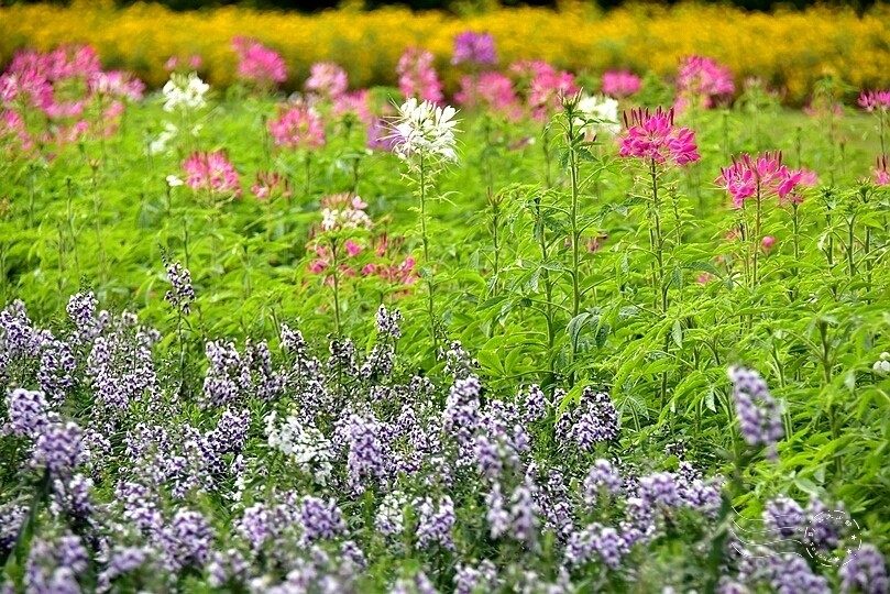 2024古亭河濱公園花海