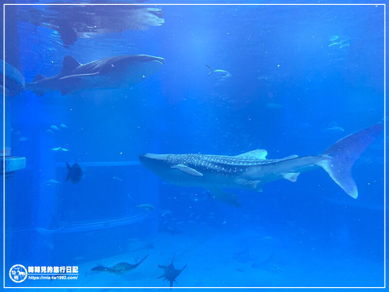 【遊記】日本-大阪+京都║五天四夜➽DAY4