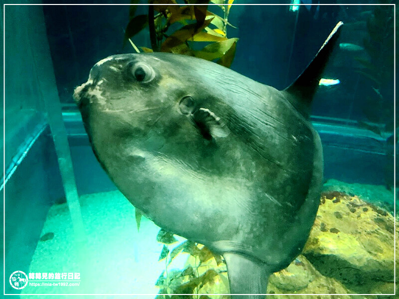 【遊記】日本-大阪+京都║五天四夜➽DAY4