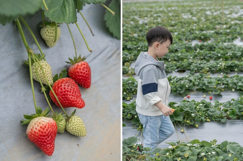 自然圈農場 DSC06311-side