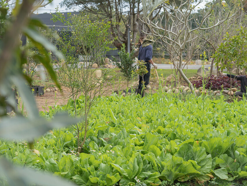 自然圈農場 DSC06448