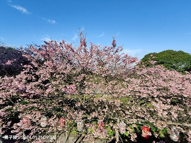 2024淡水天元宮櫻花季,01/31即時花況|活動日期:20