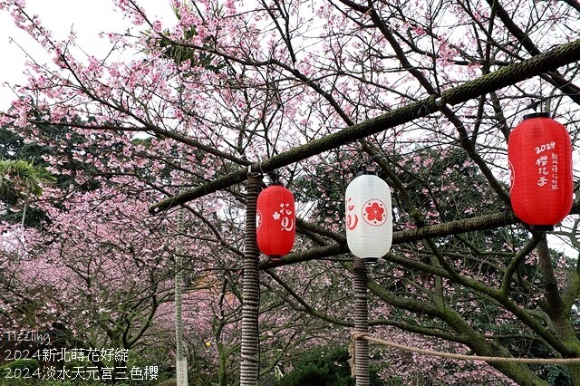 2024淡水天元宮櫻花季,01/31即時花況|活動日期:20