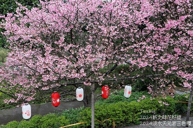 2024淡水天元宮櫻花季,01/31即時花況|活動日期:20