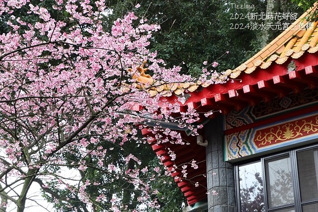 2024淡水天元宮櫻花季,01/31即時花況|活動日期:20