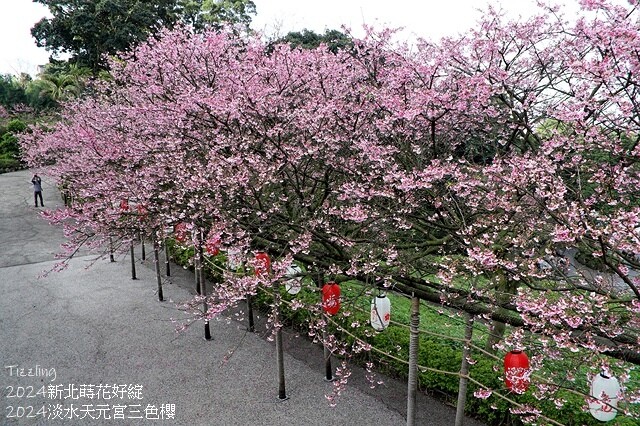 2024淡水天元宮櫻花季,01/31即時花況|活動日期:20