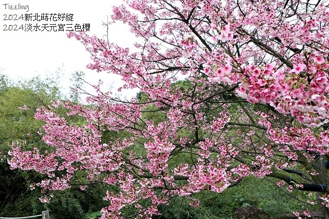 2024淡水天元宮櫻花季,01/31即時花況|活動日期:20